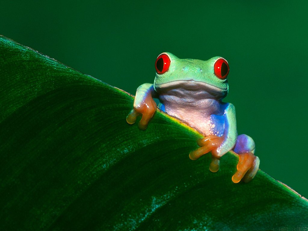 Red Eyed Tree Frog